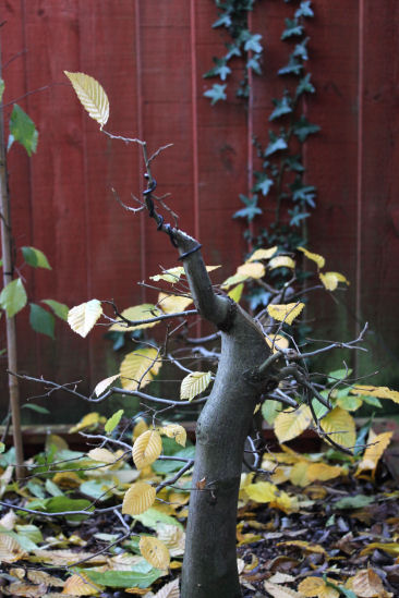 hornbeam bonsai